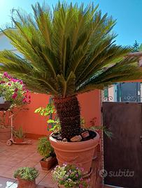 cigas