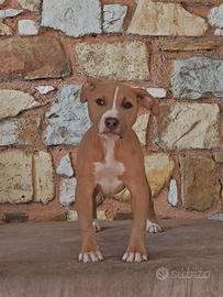 Ultimi cuccioli Pitbull Blue Fawn - maschio e femm