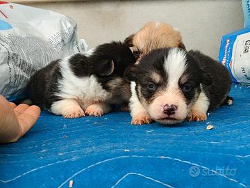 Welsh Corgi Pemnroke con pedigree disponibili