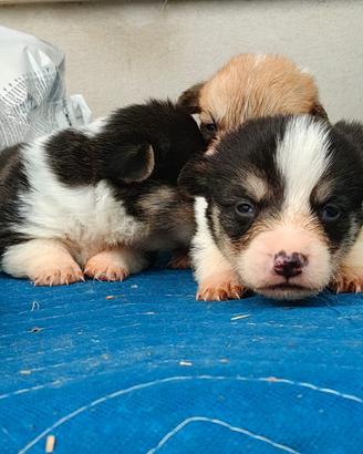 Welsh Corgi Pemnroke con pedigree disponibili
