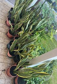Sanseveria