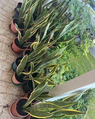 Sanseveria