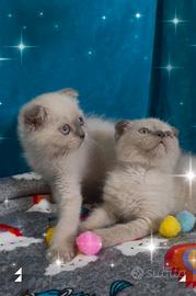 Gattino scottish fold