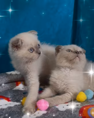 Gattino scottish fold