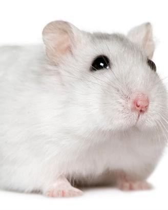 Criceti russi e cavie peruviane cuccioli