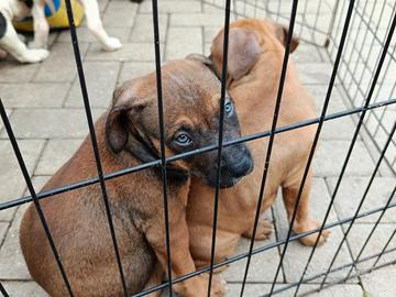 Pit bull