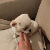 Cucciolo di chihuahua maschio color crema