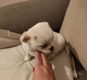 Cucciolo di chihuahua maschio color crema