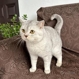 Monta maschio Scottish straight silver shorthair