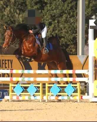 Pony x cat 100