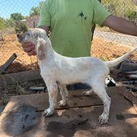 Cuccioli setter inglese