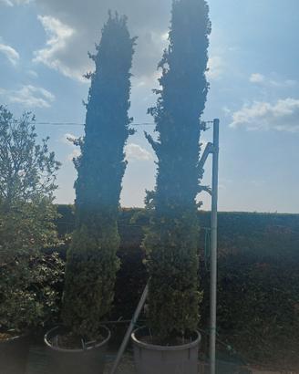 pianta cipresso 