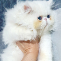 Persiano ipertipico maschietto