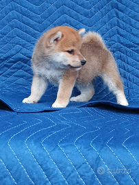 Shiba Inu