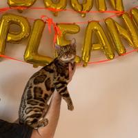 Gatto bengala da riproduzione