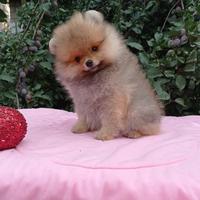 Cuccioli di spitz Nano tedesco Pomerania