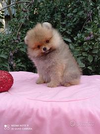 Cuccioli di spitz Nano tedesco Pomerania