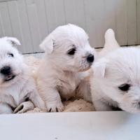West Highland white terrier PEDIGREE