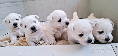 West Highland white terrier PEDIGREE