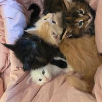 Gattini Maine Coon
