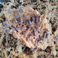 Armadillidium Klugii Montenegro isopodi