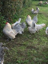 Galline ornamentali