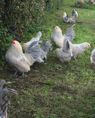 Galline ornamentali