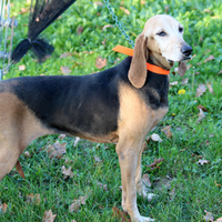 Segugia Italiana da caccia