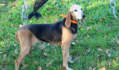 Segugia Italiana da caccia