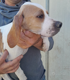 Pointer inglesi femmine disponibili