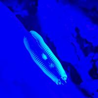 Benoitolus siamensis (millepiedi)