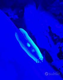 Benoitolus siamensis (millepiedi)