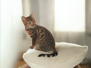Cucciola gatto Bengala