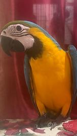 Ara Ararauna-Allevato a Mano