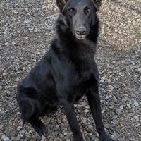 Tyson giovane Malinois in Adozione