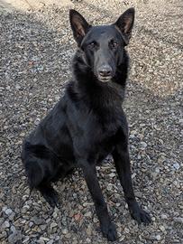 Tyson giovane Malinois in Adozione