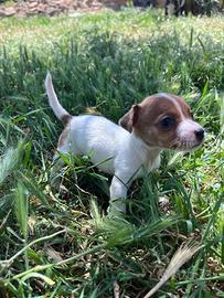 Jack russel toy