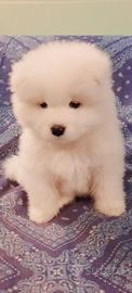 Cuccioli samoiedo