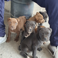 Cuccioli maschi e femmine pitbull