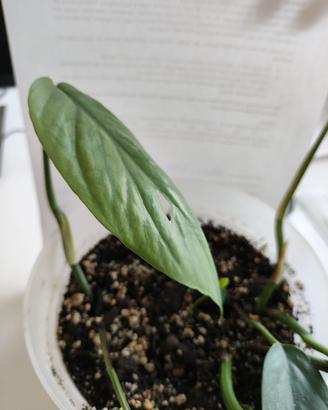 Epipremnum 'Cebu Blue'
