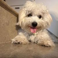 Maltese maschio per monta