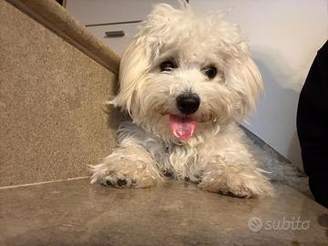 Maltese maschio per monta