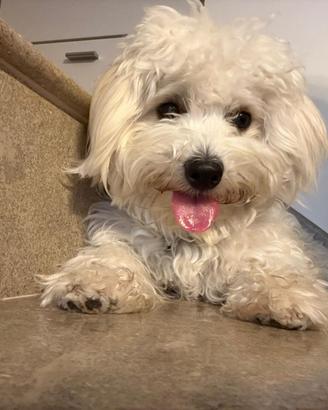 Maltese maschio per monta
