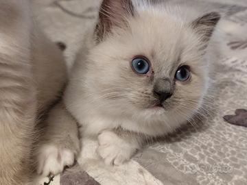 Cucciola Ragdoll disponibile a giugno