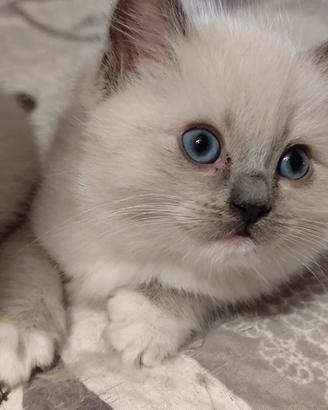 Cucciola Ragdoll disponibile a giugno