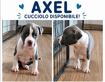 Amstaff- nati 26/-ultimo maschietto