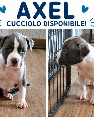 Amstaff- nati 26/-ultimo maschietto