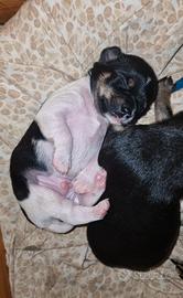 Ultimo cucciolo chipin disponibile