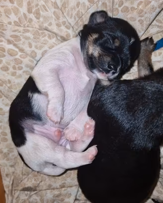 Ultimo cucciolo chipin disponibile