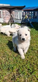 Cucciolo pastore svizzero